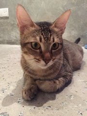 Lovely Affectionate Young Lady - Domestic Short Hair Cat