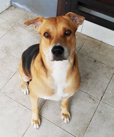 Rufus - Mixed Breed Dog