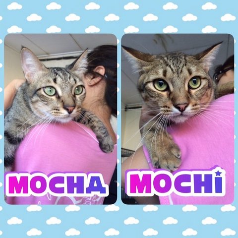 Mocha &amp; Mochi (Nuetered) - Domestic Short Hair Cat