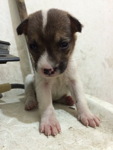 Father Day 11 Puppies  - Mixed Breed Dog