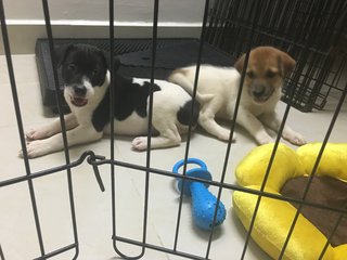 2 Sibling Pups (Toilet-trained ) - Terrier Mix Dog