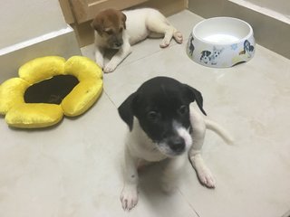 2 Sibling Pups (Toilet-trained ) - Terrier Mix Dog