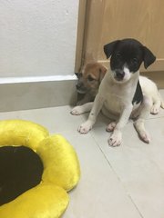 2 Sibling Pups (Toilet-trained ) - Terrier Mix Dog