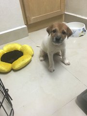 2 Sibling Pups (Toilet-trained ) - Terrier Mix Dog