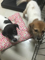 2 Sibling Pups (Toilet-trained ) - Terrier Mix Dog