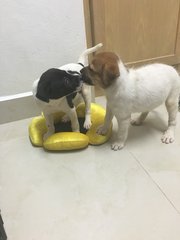 2 Sibling Pups (Toilet-trained ) - Terrier Mix Dog