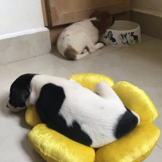 2 Sibling Pups (Toilet-trained ) - Terrier Mix Dog