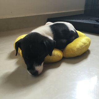 2 Sibling Pups (Toilet-trained ) - Terrier Mix Dog