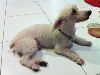 Snowy - Poodle Dog