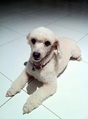 Snowy - Poodle Dog