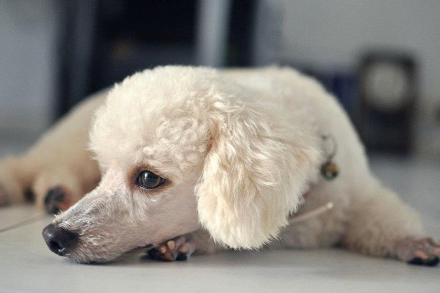 Snowy - Poodle Dog