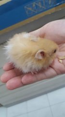 Baby Hamster - Syrian / Golden Hamster Hamster