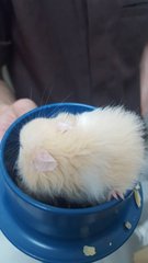 Baby Hamster - Syrian / Golden Hamster Hamster