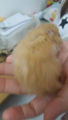 Baby Hamster - Syrian / Golden Hamster Hamster