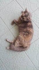 Mas - Tortoiseshell + Domestic Medium Hair Cat