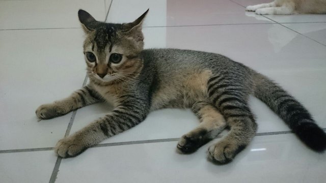 Kopi - Domestic Short Hair Cat