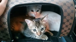 Kimchi da selamat bagi kat tuan wanita baru pada 16 July 2016 