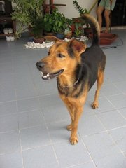 Wyeler - Mixed Breed Dog