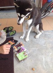 trying all sorts of biscuits to find out what she likes