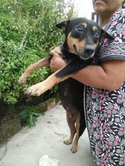 Abhi - Mixed Breed Dog