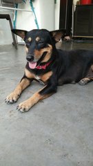 Abhi - Mixed Breed Dog