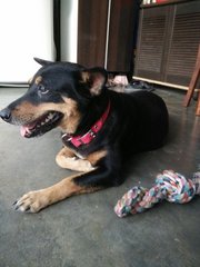 Abhi - Mixed Breed Dog