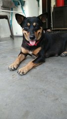 Abhi - Mixed Breed Dog