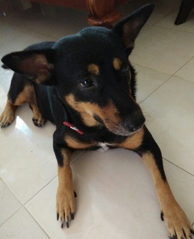 Abhi - Mixed Breed Dog