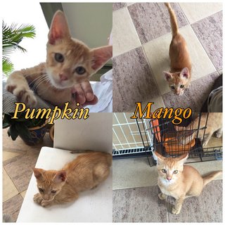 Mango &amp; Pumpkin - Domestic Short Hair Cat