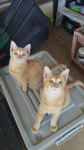 Mango &amp; Pumpkin - Domestic Short Hair Cat