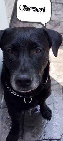 Charcoal  - Mixed Breed Dog