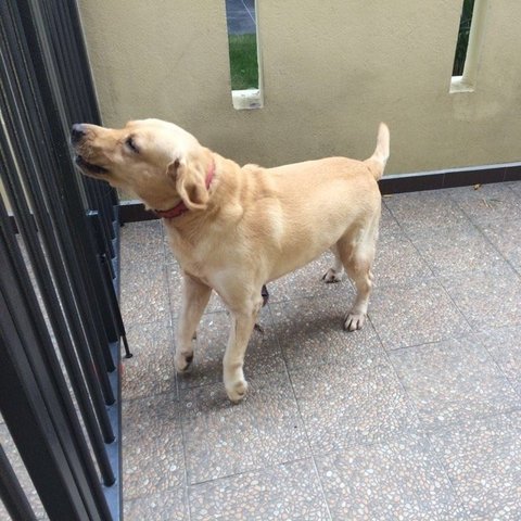 Veera - Labrador Retriever Dog