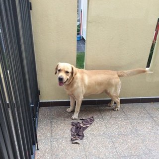 Veera - Labrador Retriever Dog