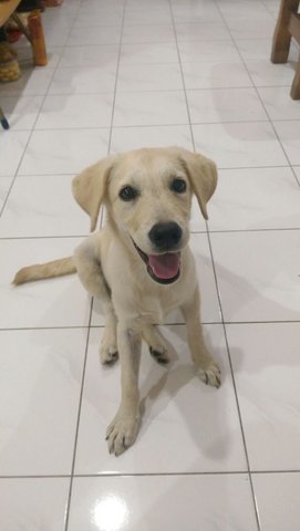 Big Bone Labrador  - Labrador Retriever Dog