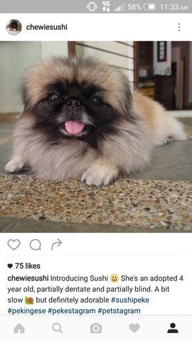 Sushi - Pekingese Dog