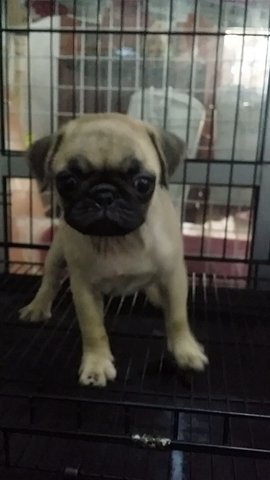 Female Pug Pug P25 - Pug Dog