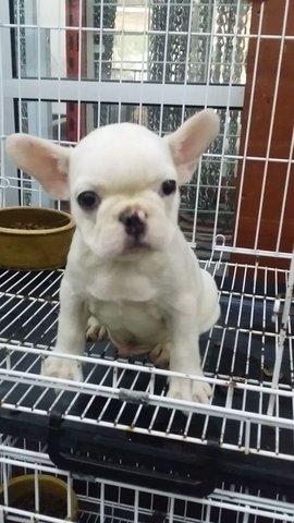 Purewhite Male French Bulldog F25 - French Bulldog Dog