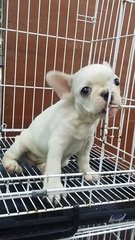 Purewhite Male French Bulldog F25 - French Bulldog Dog