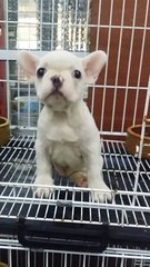 Purewhite Male French Bulldog F25 - French Bulldog Dog