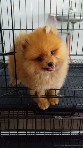 Female Pomeranian Puppy P26 - Pomeranian Dog