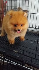 Female Pomeranian Puppy P26 - Pomeranian Dog