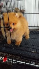 Female Pomeranian Puppy P26 - Pomeranian Dog