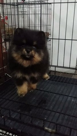 Black N Tan Male Pomeranian  - Pomeranian Dog