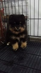 Black N Tan Male Pomeranian  - Pomeranian Dog