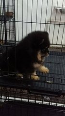 Black N Tan Male Pomeranian  - Pomeranian Dog