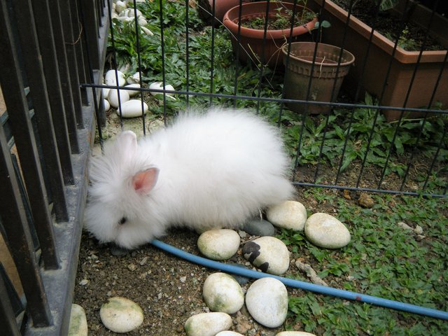 Teddy - Dwarf + Angora Rabbit Rabbit