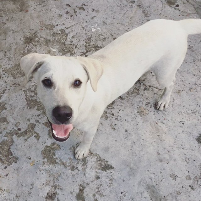 White Lab Mix - Labrador Retriever Mix Dog