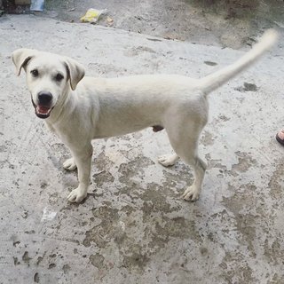 White Lab Mix - Labrador Retriever Mix Dog