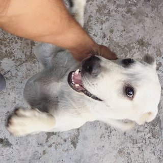 White Lab Mix - Labrador Retriever Mix Dog