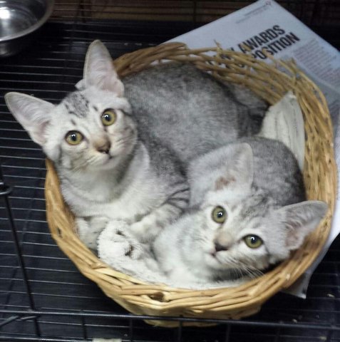 Gray Sisters(Pls Read) - Domestic Short Hair + Tabby Cat